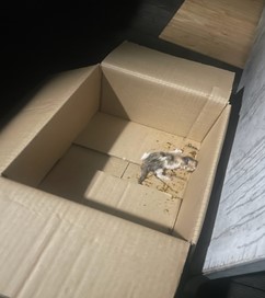 종료(자연사) 코숏…