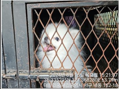 보호중 포메라니안의…