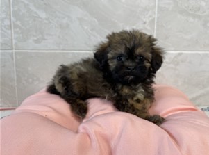 대전동물보호센터_430367202400567