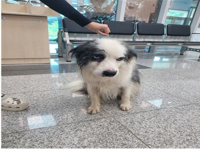 대전동물보호센터_430366202400412