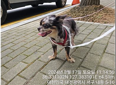 대전동물보호센터_430366202400415