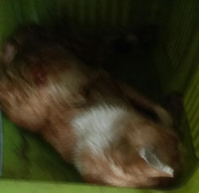 대구유기동물보호협회_427345202400490