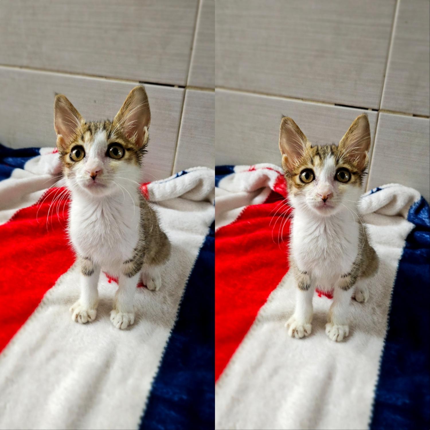 보호중 한국 고양이…