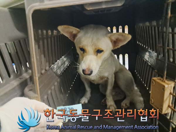 보호중 믹스견의 가…