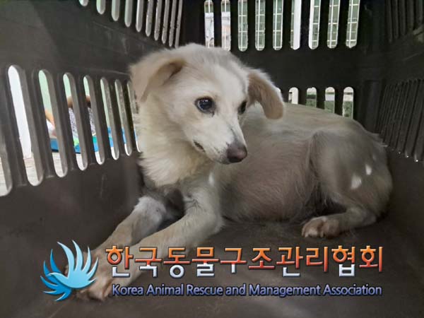 종료(안락사) 믹스…