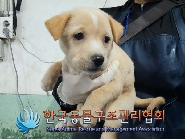 한국동물구조관리협회_441406202401364