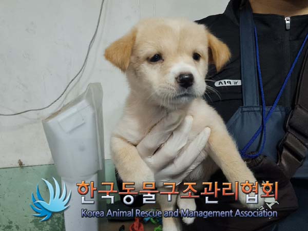 종료(안락사) 믹스…