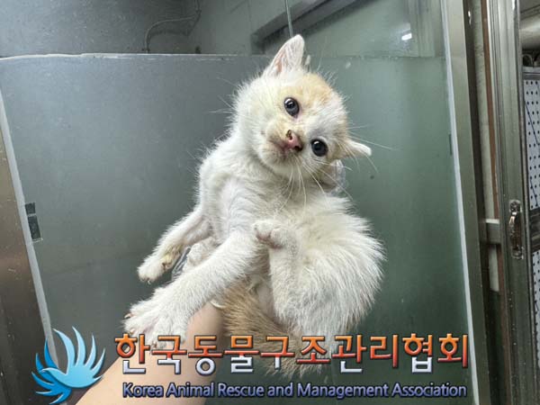 종료(안락사) 한국…