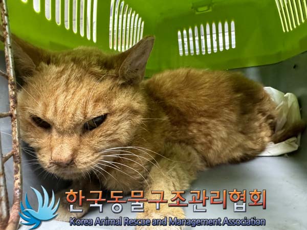 한국동물구조관리협회_441409202401267
