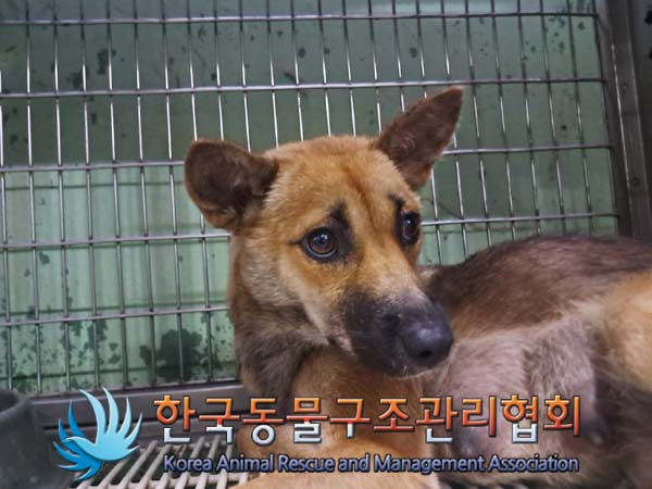 한국동물구조관리협회_441409202401266