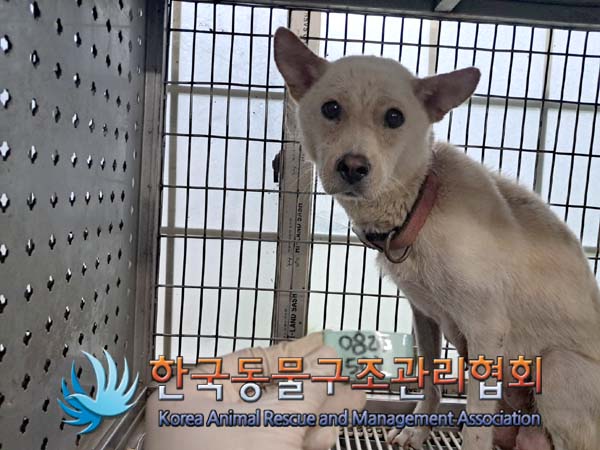 종료(안락사) 믹스…