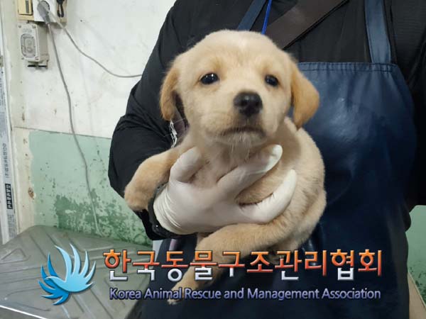 보호중 믹스견의 가…