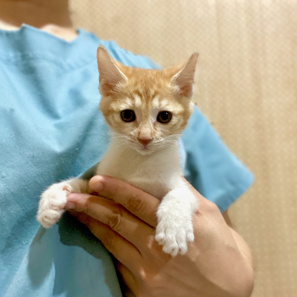 [고양이] 한국 고양이 경기-성남-2024-00356 유기동물 배경 이미지 입니다.