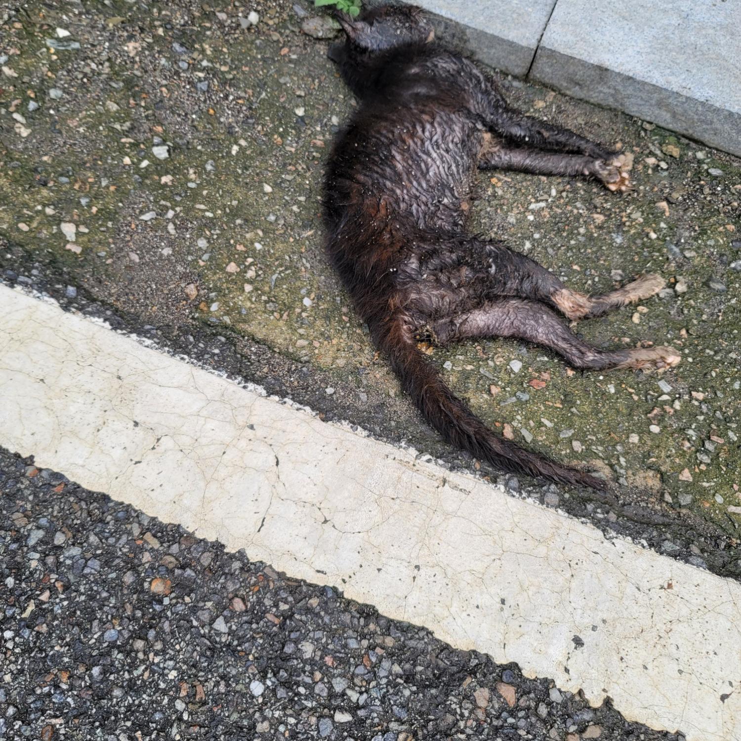 종료(자연사) 한국…