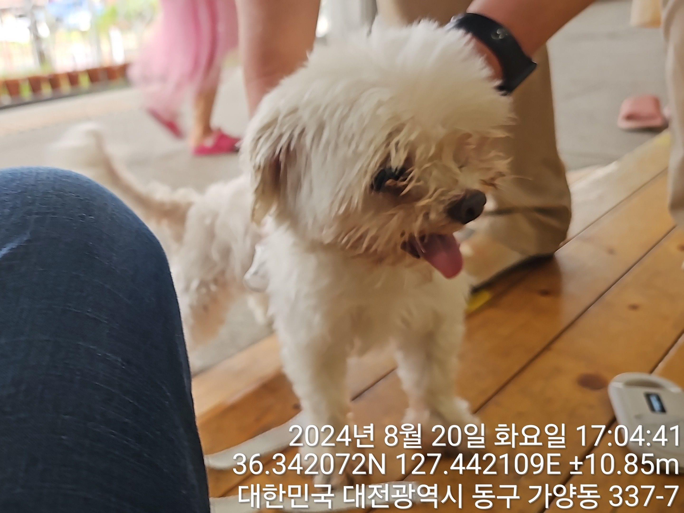 대전동물보호센터_430364202400665