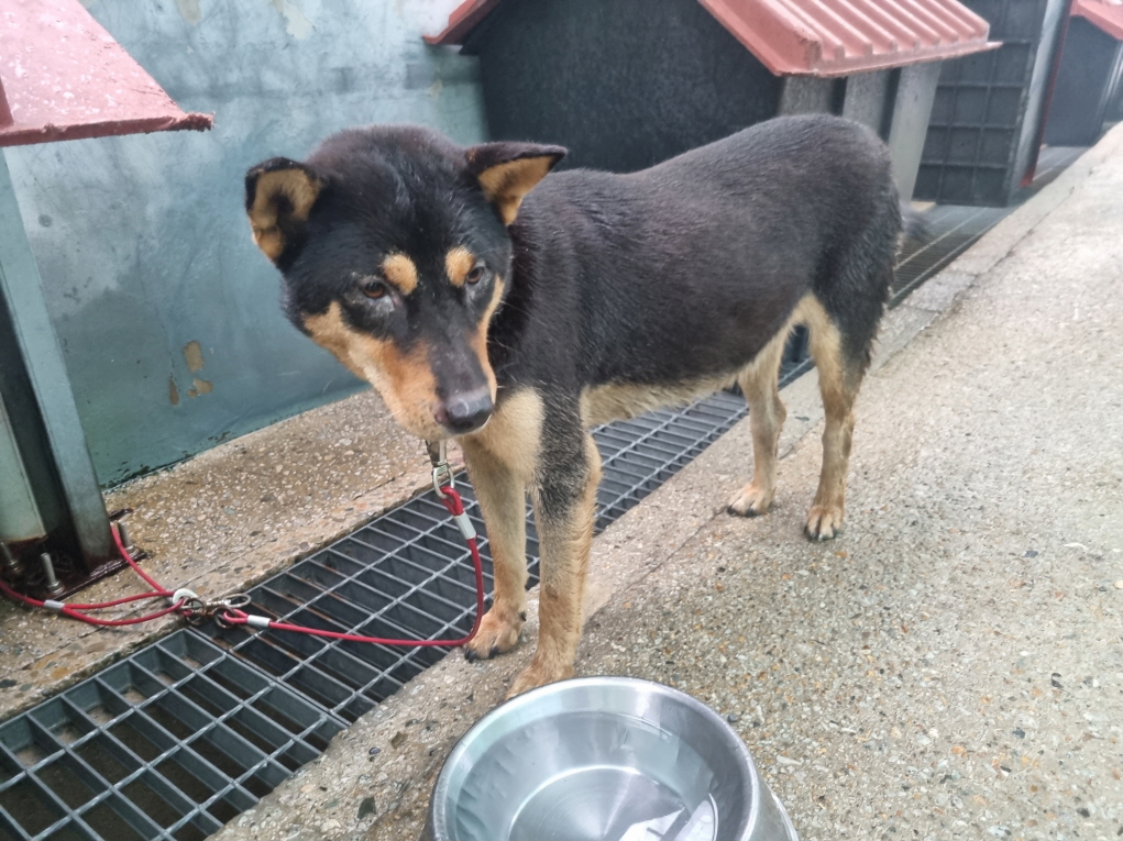 양산시 동물보호센터_448538202400524