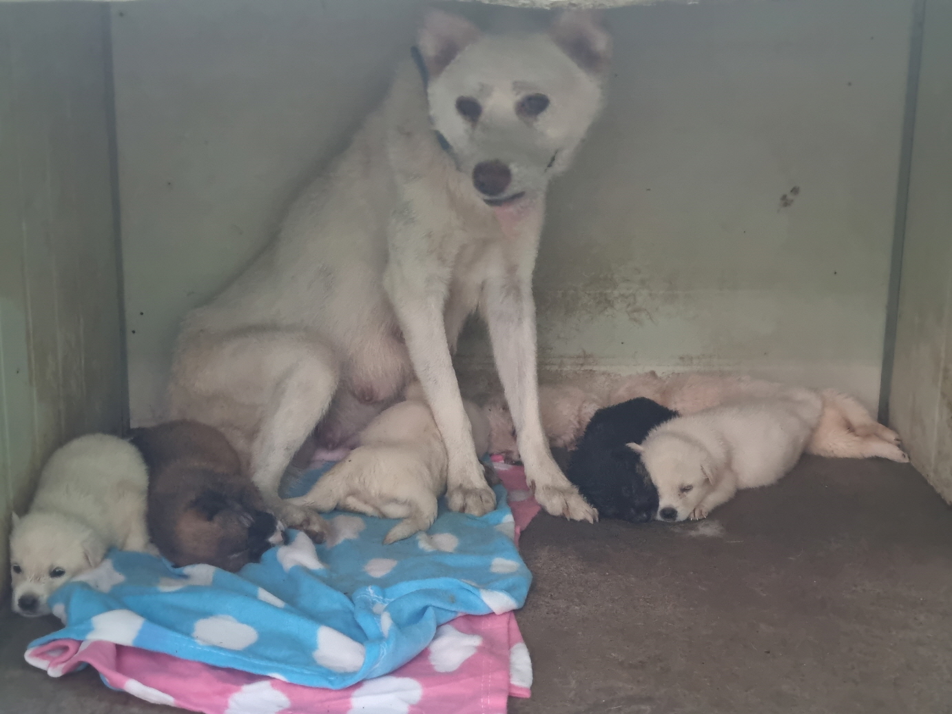 양산시 동물보호센터_448538202400525