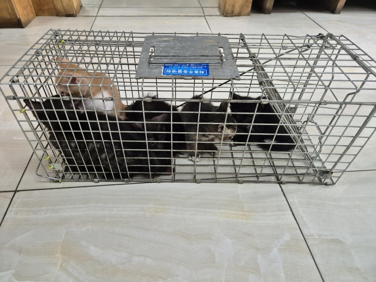 보호중 한국 고양이…