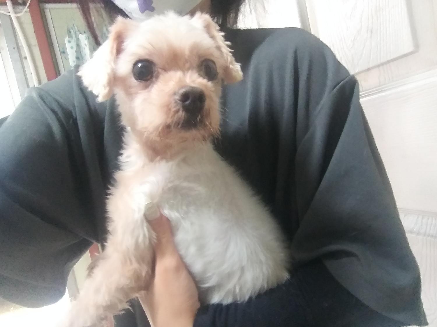 보호중 말티즈의 가…