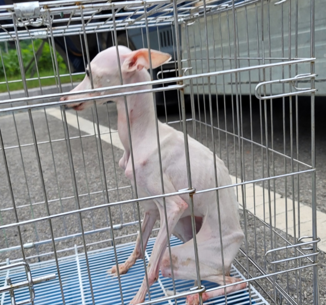 종료(자연사) 믹스…