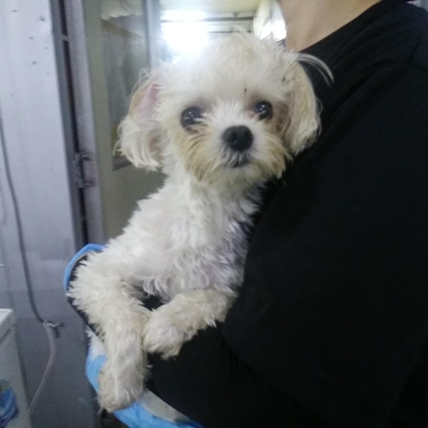 인천광역시수의사회_428351202400582