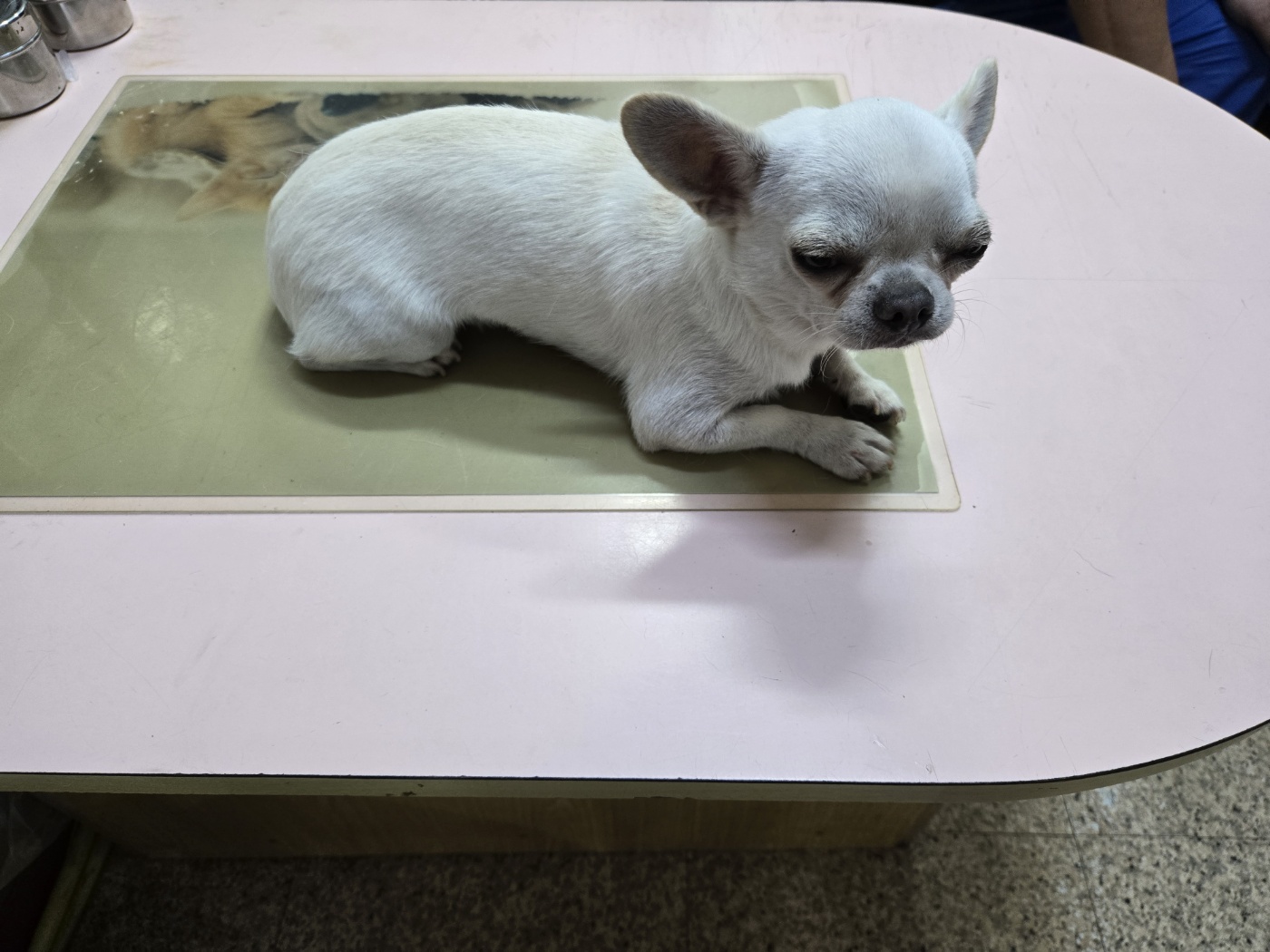 홍천군유기동물보호소_442425202400336