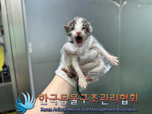 한국동물구조관리협회_441559202400914