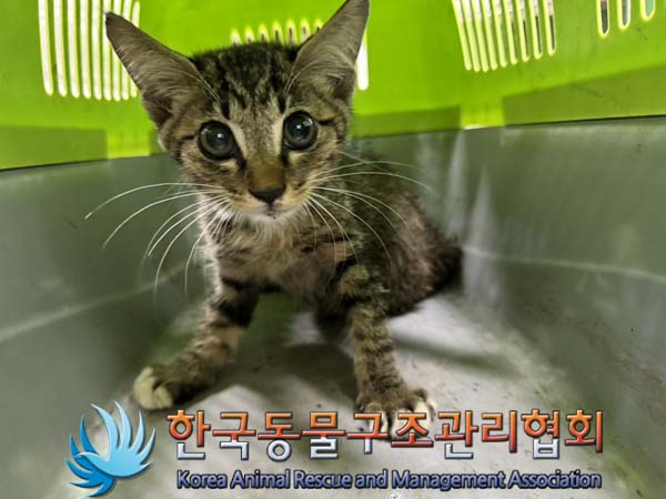 종료(자연사) 한국…