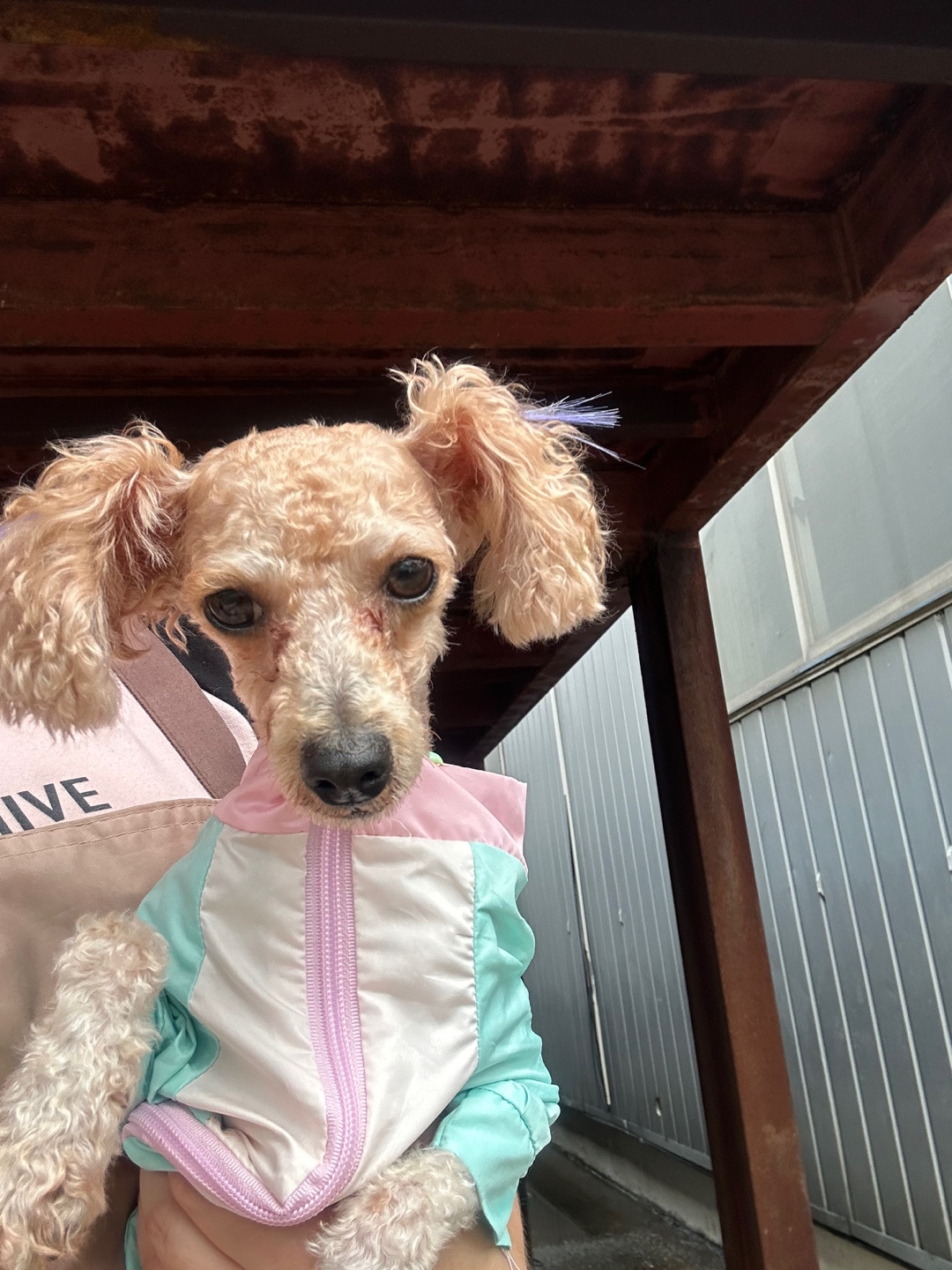한국야생동물보호협회_441393202401598