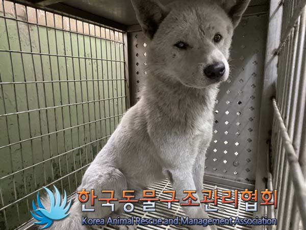 한국동물구조관리협회_441559202400912
