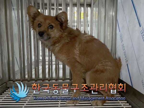 종료(자연사) 믹스…