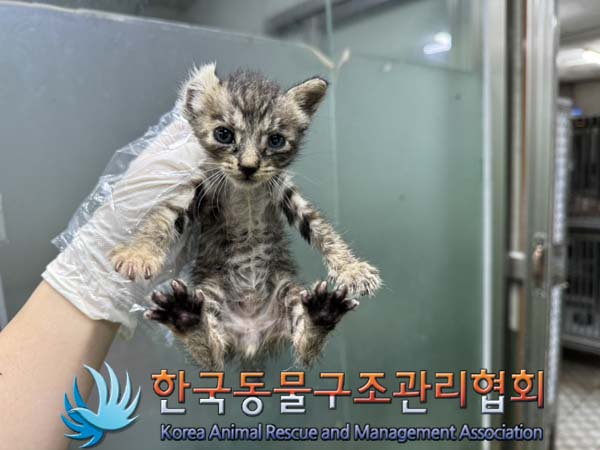 한국동물구조관리협회_441382202400657