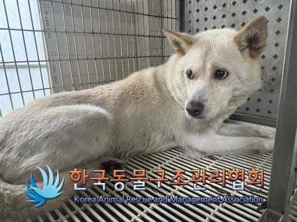 종료(반환) 믹스견…