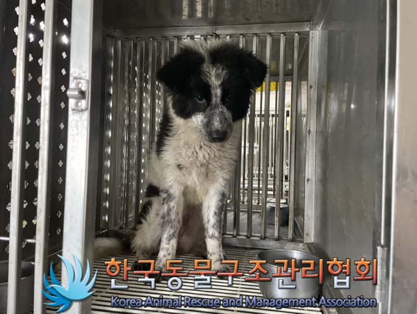 한국동물구조관리협회_441559202400910