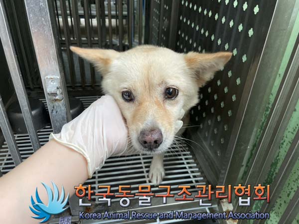 종료(반환) 믹스견…