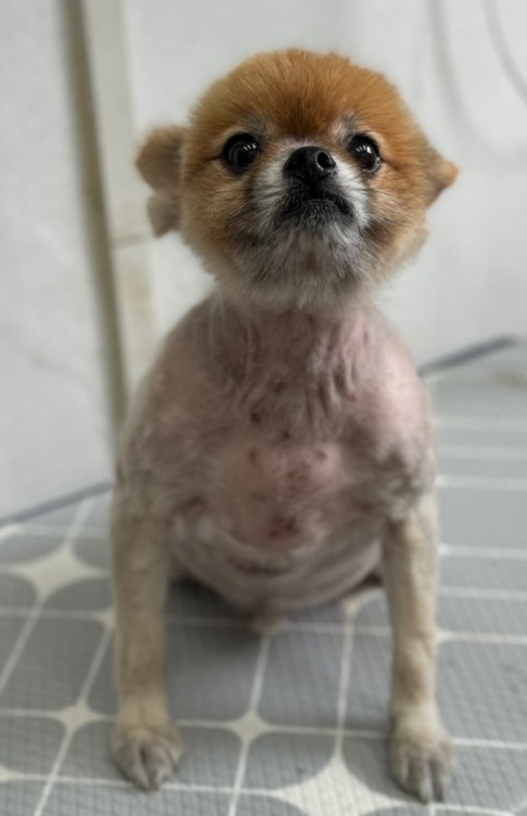 종료(반환) 포메라…