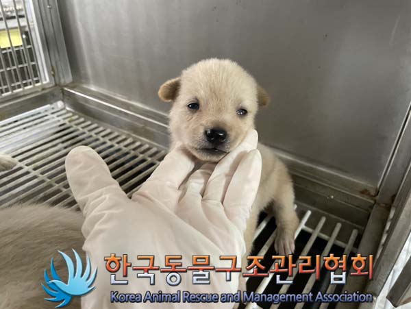 한국동물구조관리협회_441560202400978