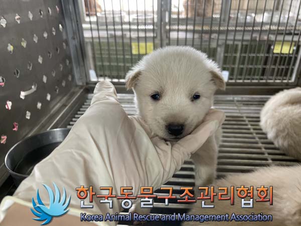 종료(자연사) 믹스…