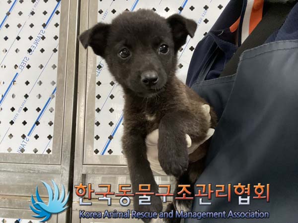 한국동물구조관리협회_441560202400980