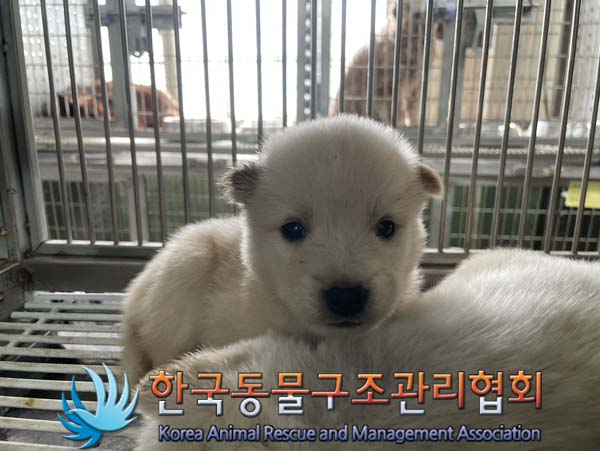 한국동물구조관리협회_441560202400976