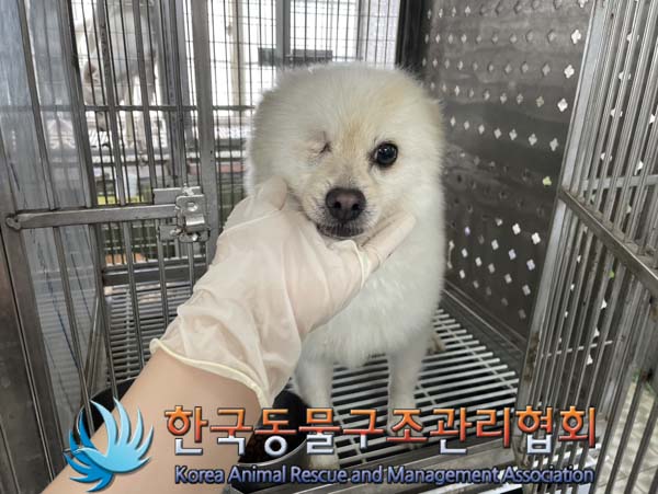 보호중 믹스견의 가…