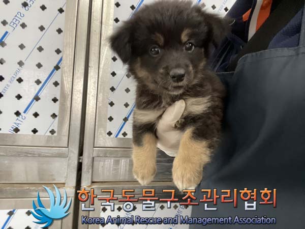 종료(입양) 믹스견…