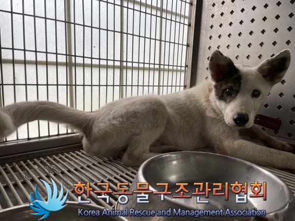 보호중 믹스견의 가…