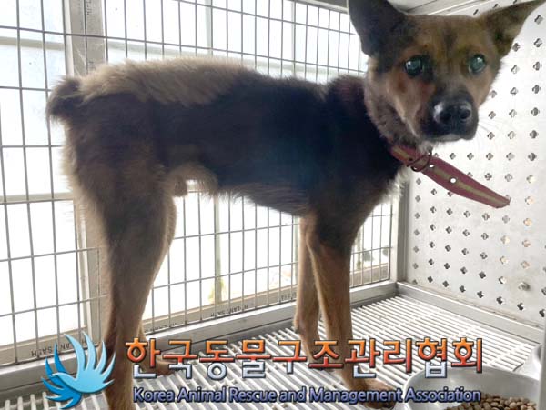 보호중 믹스견의 가…