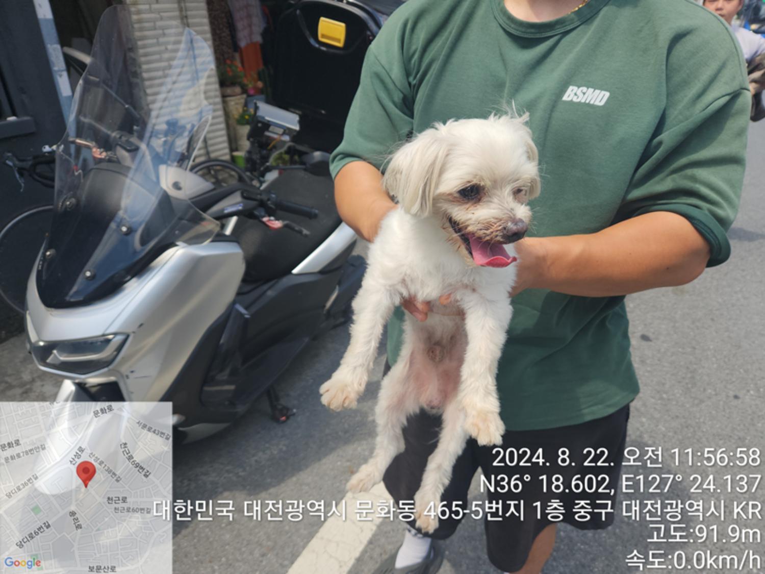 대전동물보호센터_430365202400352