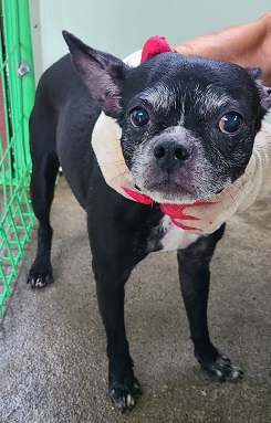 영천유기동물보호센터_447510202400642