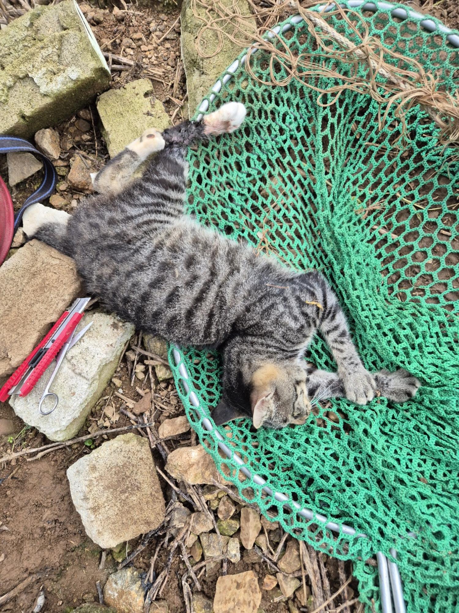예산동물보호센터_444461202400556