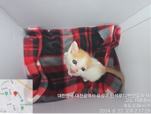 종료(입양) 코숏의…