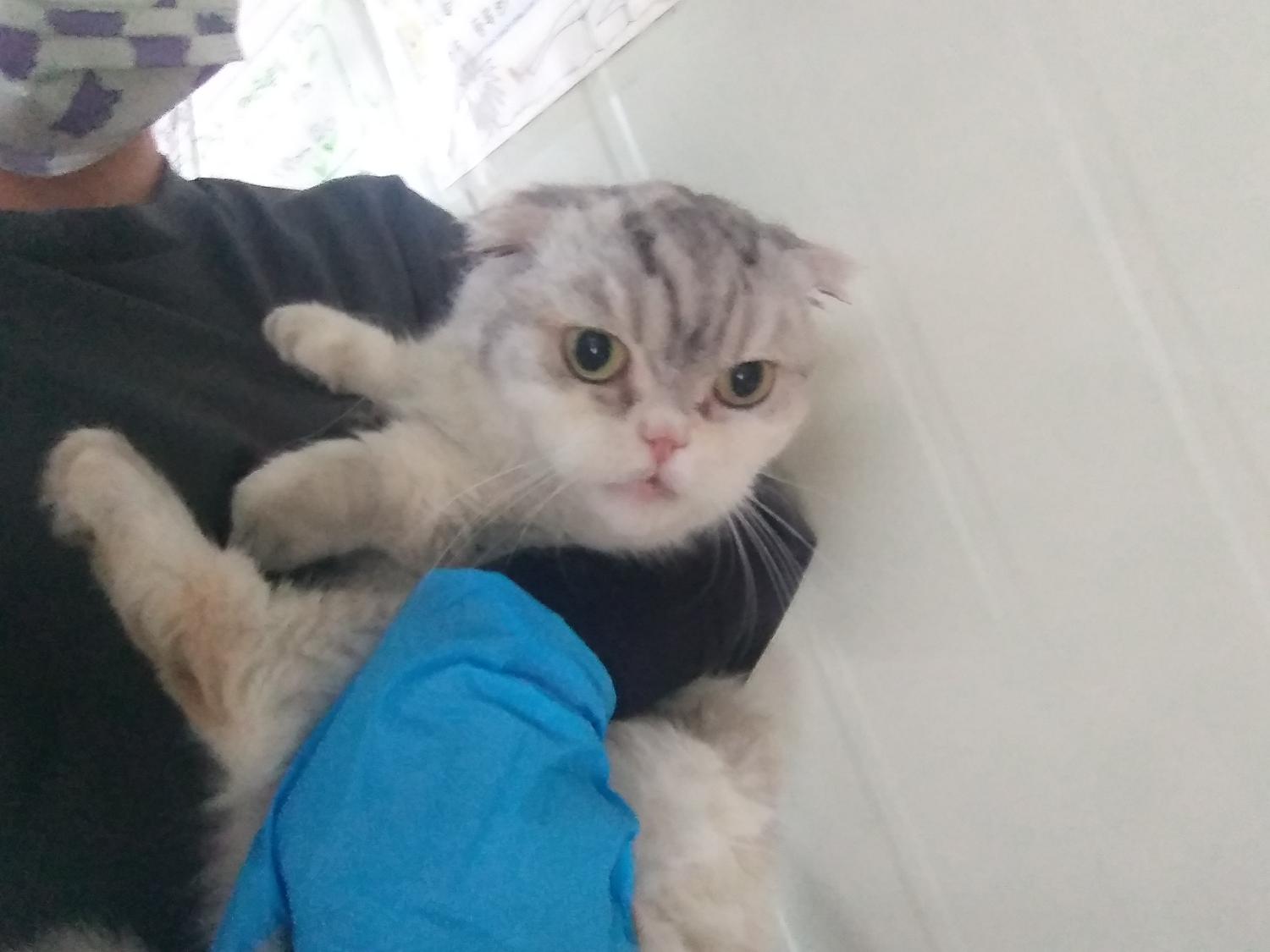 인천광역시수의사회_428351202400583