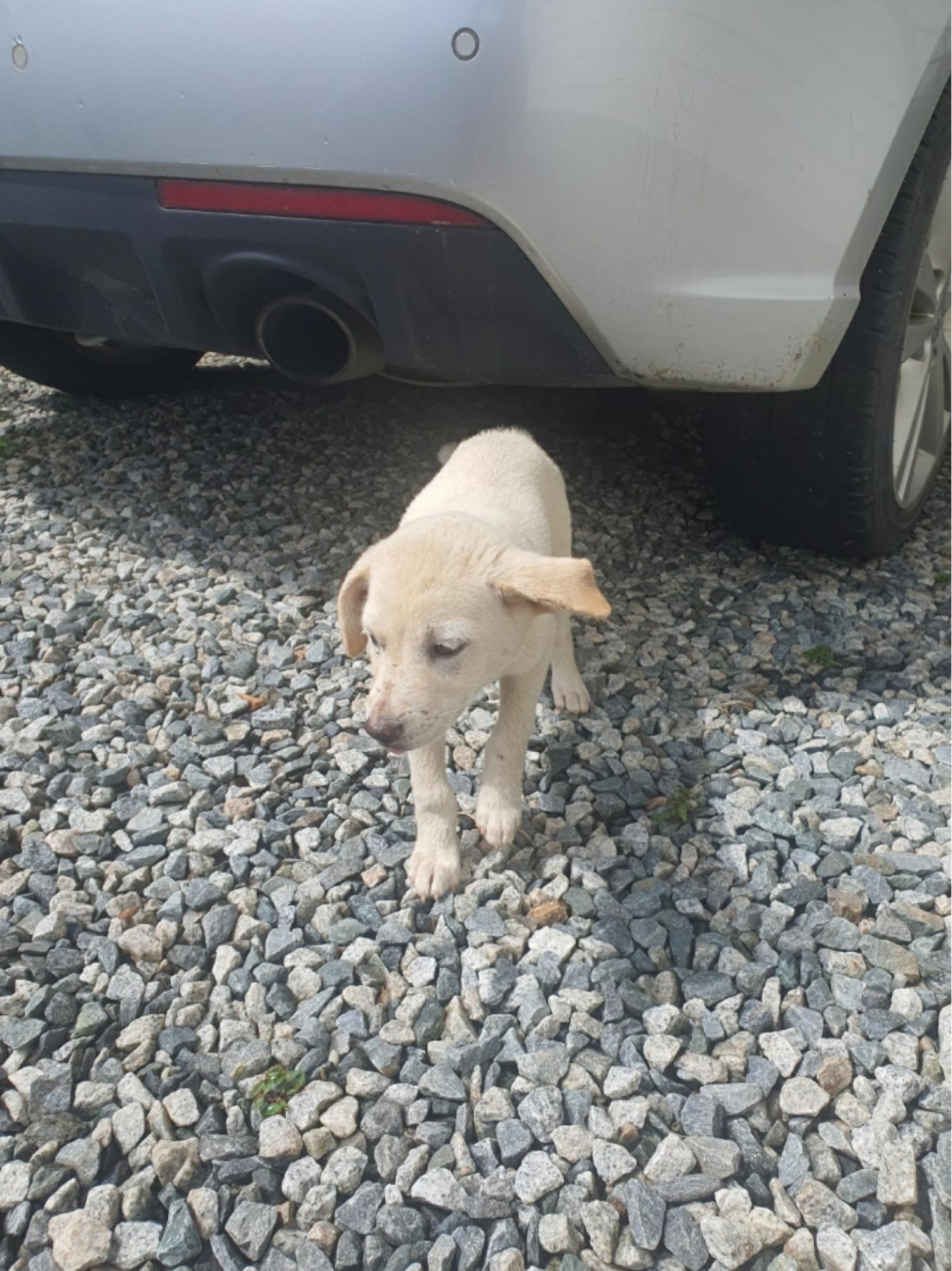 괴산증평동물보호센터_443446202400428